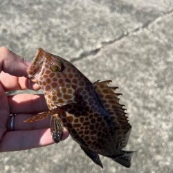 尾鷲根魚釣り