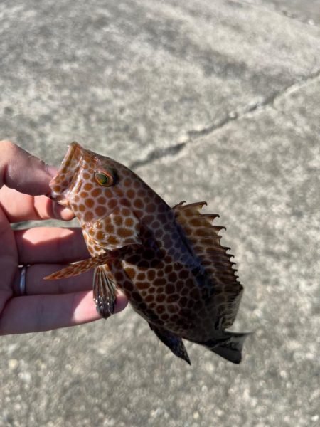 尾鷲根魚釣り