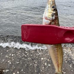 ヘチ釣りと投げ釣り