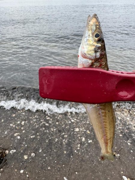 ヘチ釣りと投げ釣り