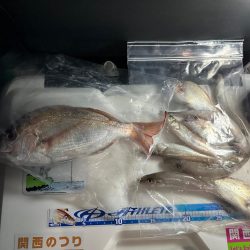 夜釣りで、太刀魚釣り、落ちギス釣り