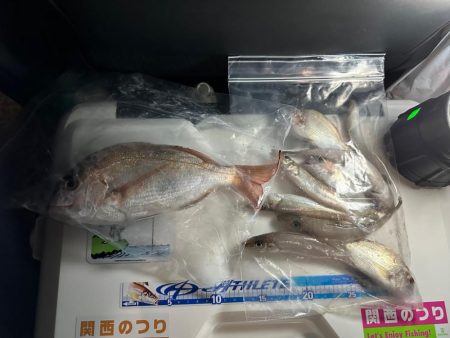 夜釣りで、太刀魚釣り、落ちギス釣り