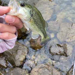 秋の北湖で数釣り