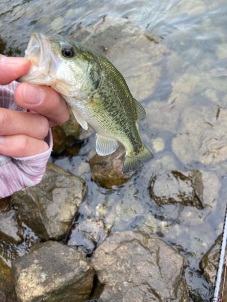 秋の北湖で数釣り