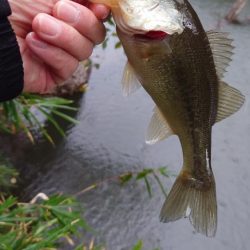 寒波でも巻く！