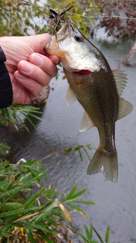 寒波でも巻く！