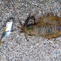 赤礁海釣り公園でイカ