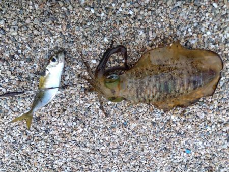 赤礁海釣り公園でイカ