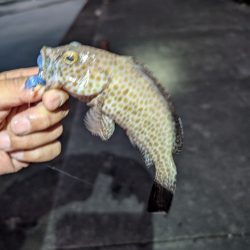 陸っぱり釣行記