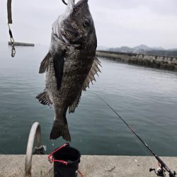 今治出張中、休み取れましたので、ふかせ釣り第４戦✨️