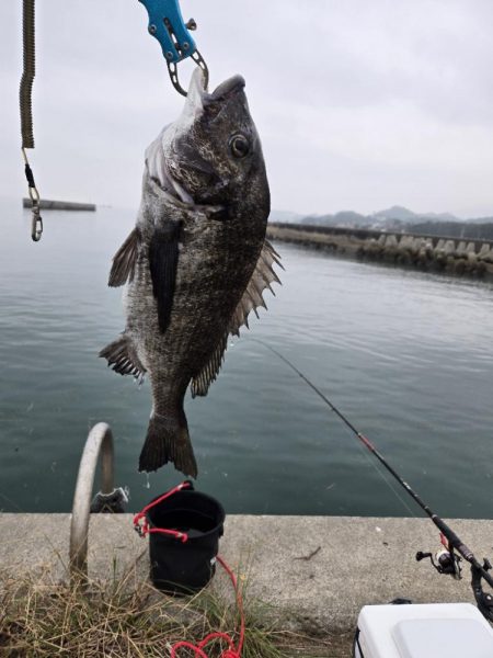 今治出張中、休み取れましたので、ふかせ釣り第４戦✨️