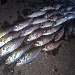 集魚灯でアジング