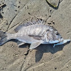 ワームでチヌが釣れました!