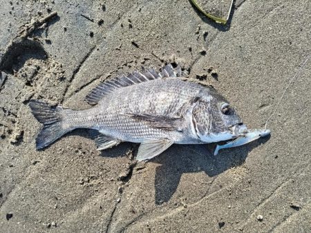 ワームでチヌが釣れました!