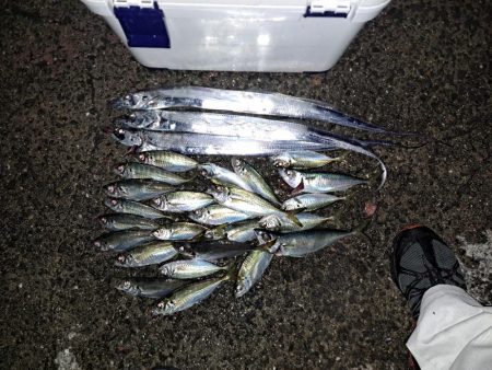 太刀魚ウキ釣りからの投げサビキ釣り