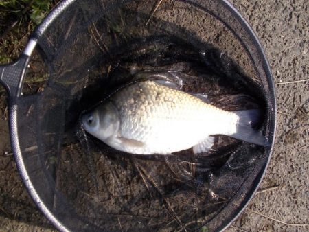 紀ノ川／田井ノ瀬　ヘラブナ釣り　ヘラブナ３０ｃｍ✗１枚，マブナ２枚