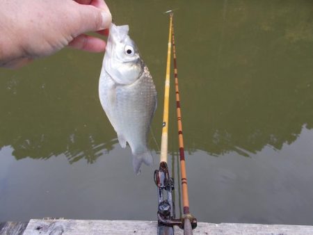 隠れ谷池（管理釣り場　橋本市）　ヘラブナ釣り　６枚