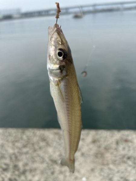 ★★キスまだまだ入れ食い中★★