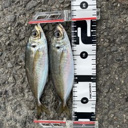 アジは釣れる