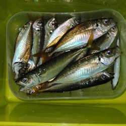 秋のアジ釣り　良型が少し