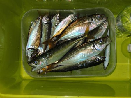 秋のアジ釣り　良型が少し