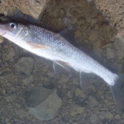 11月の淡水魚