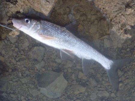 11月の淡水魚