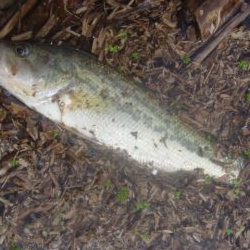 11月のバス釣り