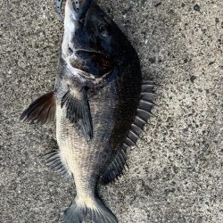 渋い中黒鯛釣れました