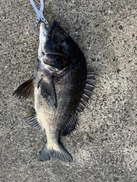 渋い中黒鯛釣れました