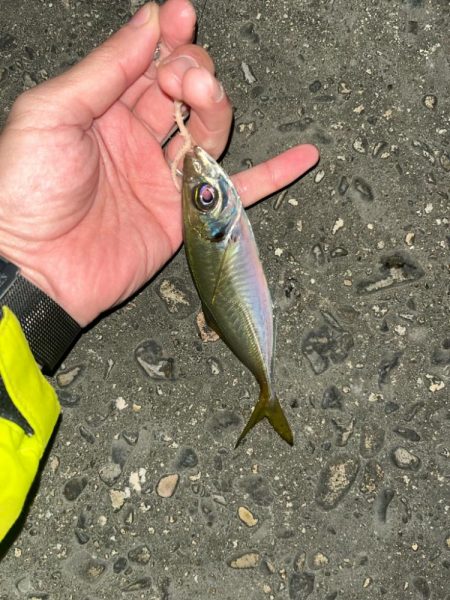 尾鷲根魚釣り