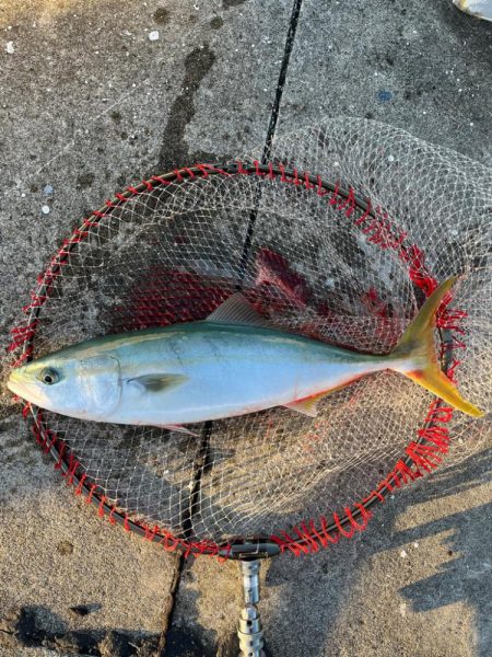 ハマチ  青物釣れました