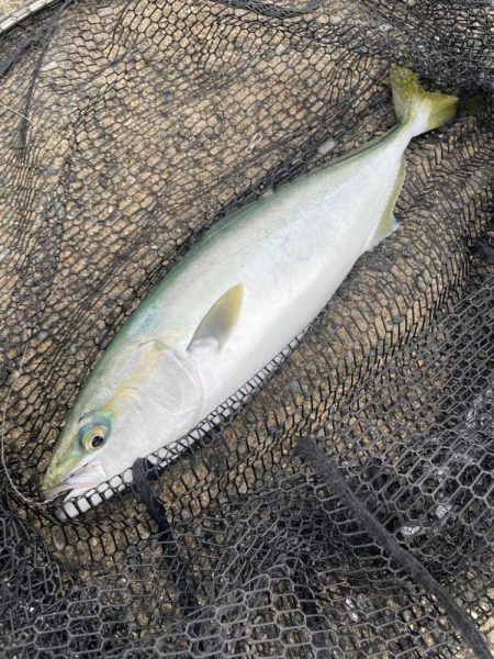 アジ飲ませ釣りでハマチとチヌ