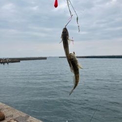 40年ぶりのハゼ釣り٩( ‘ω’ )و