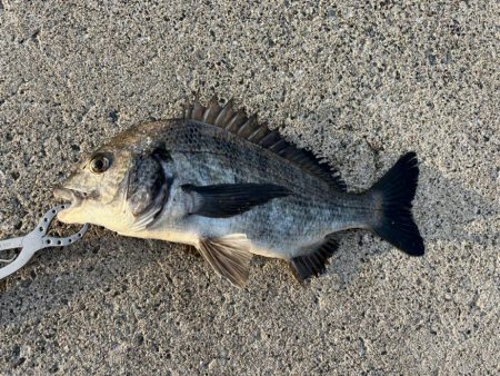 大あじ、チヌの活性高いです