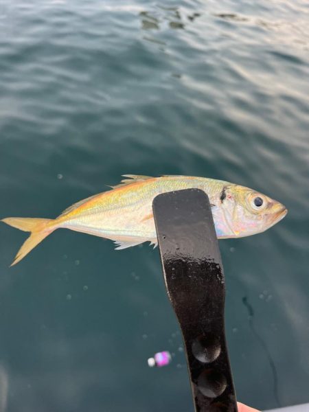 デカアジ　釣れてます