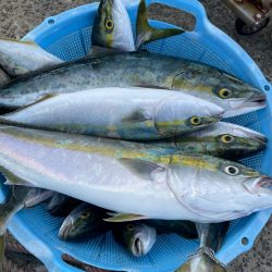 西淡路島鯵泳がせ釣り