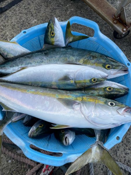 西淡路島鯵泳がせ釣り