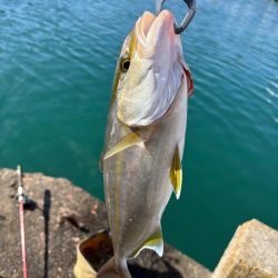 DAISO竿で飲ませ釣り　カンパチ　オキザヨリ