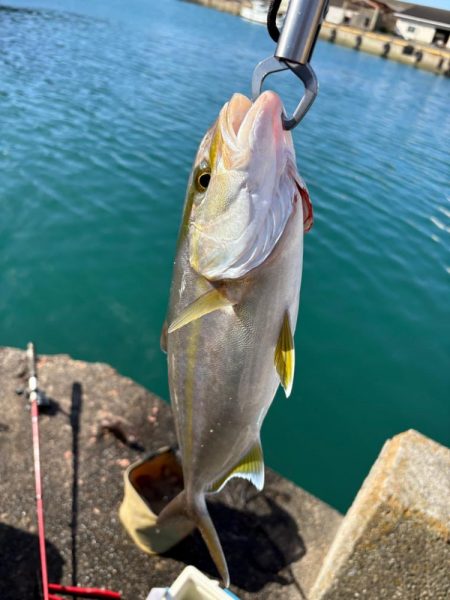 DAISO竿で飲ませ釣り　カンパチ　オキザヨリ