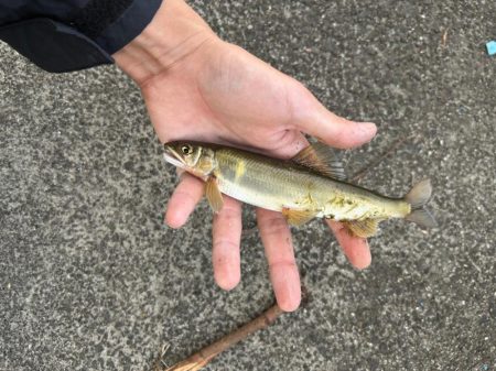 まさかの初魚種