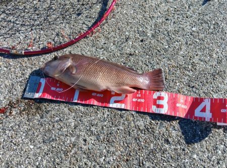 コブダイ釣り