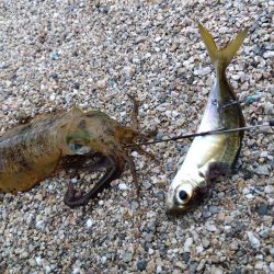 赤礁海釣り公園でイカ