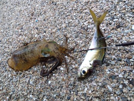 赤礁海釣り公園でイカ