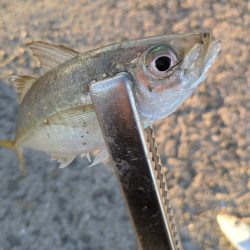 投げ釣り