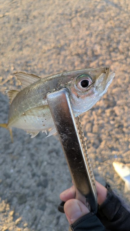 投げ釣り