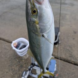 ハマチ釣れました!