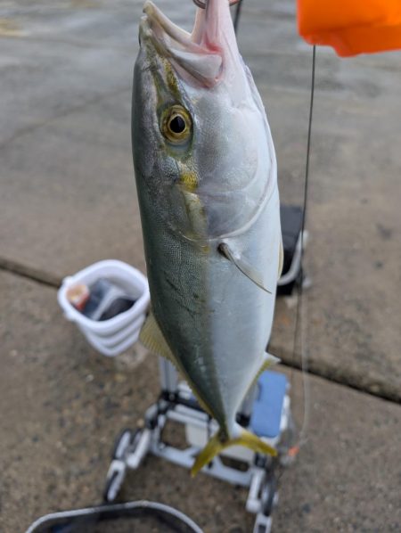 ハマチ釣れました!