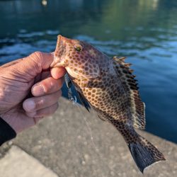 陸っぱり釣行記