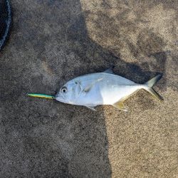 陸っぱり釣行記